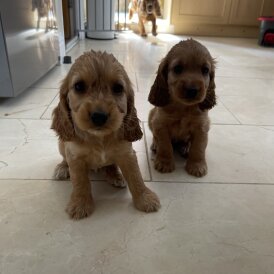 Cocker Spaniel (Working &amp; Show) - Bitches