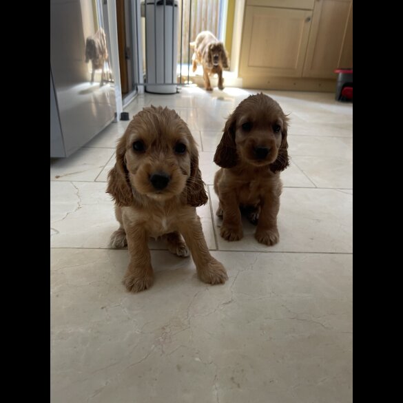 Cocker Spaniel (Working &amp; Show) - Bitches