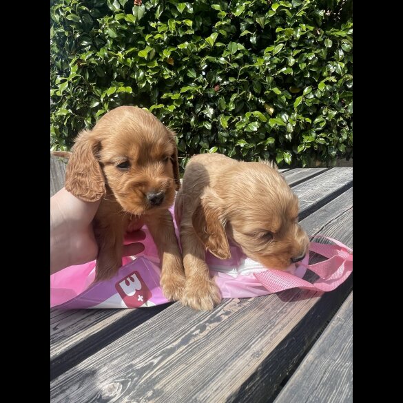 Cocker Spaniel (Working &amp; Show) - Bitches