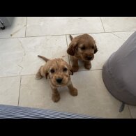 Cocker Spaniel (Working &amp; Show) - Bitches