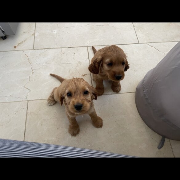 Cocker Spaniel (Working &amp; Show) - Bitches