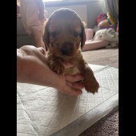 Cocker Spaniel (Working &amp; Show) - Bitches