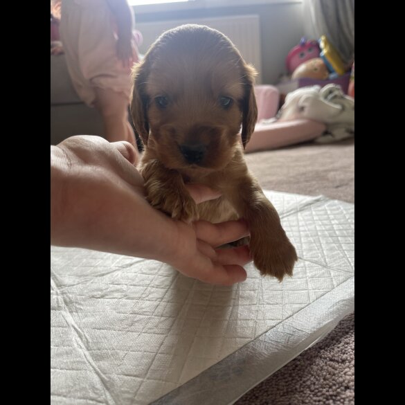 Cocker Spaniel (Working &amp; Show) - Bitches