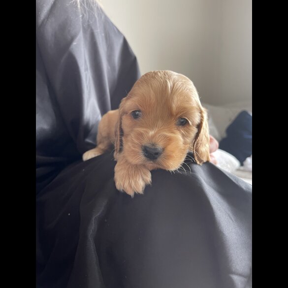 Cocker Spaniel (Working &amp; Show) - Bitches