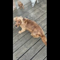 Cocker Spaniel (Working &amp; Show) - Bitches