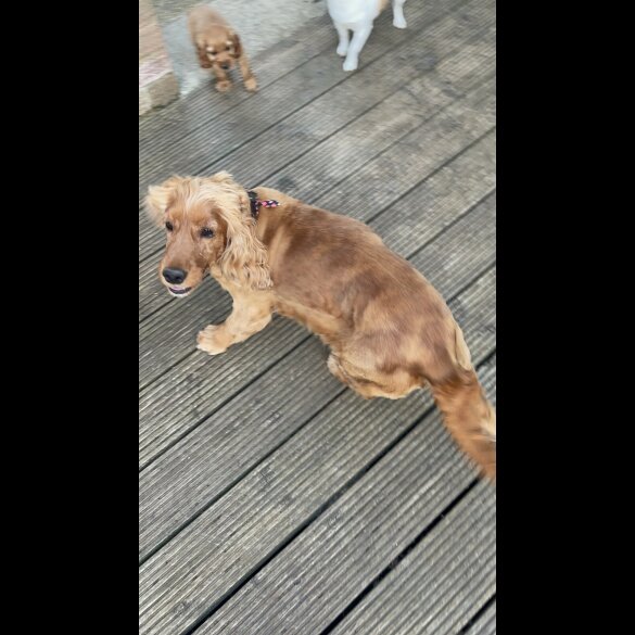 Cocker Spaniel (Working &amp; Show) - Bitches