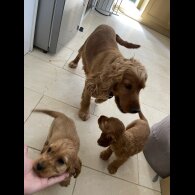 Cocker Spaniel (Working &amp; Show) - Bitches