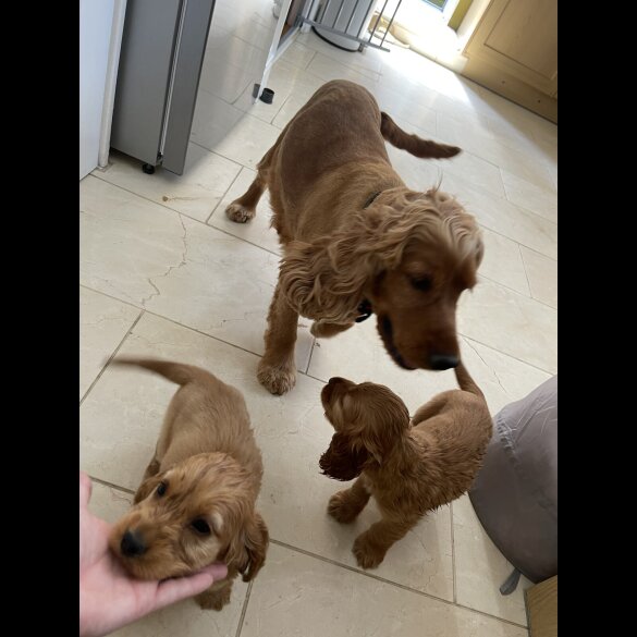 Cocker Spaniel (Working &amp; Show) - Bitches