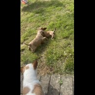 Cocker Spaniel (Working &amp; Show) - Bitches