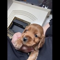 Cocker Spaniel (Working &amp; Show) - Bitches
