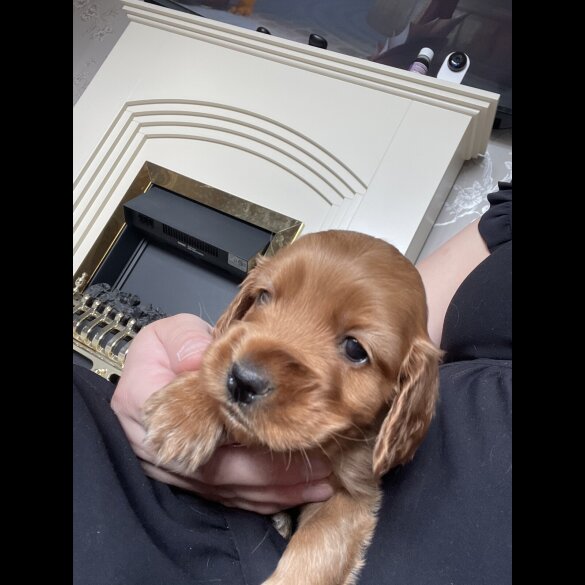 Cocker Spaniel (Working &amp; Show) - Bitches