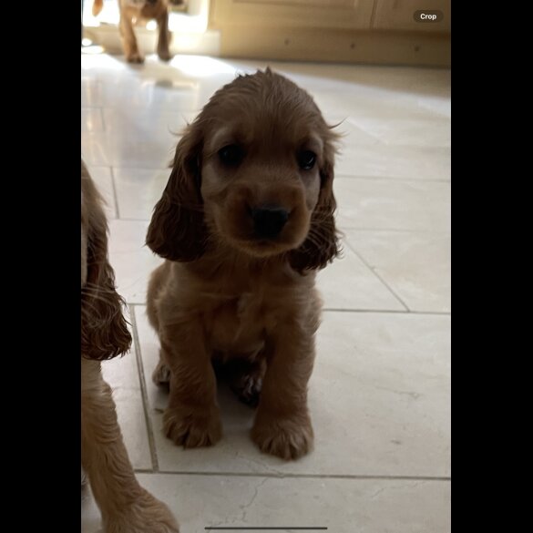 Cocker Spaniel (Working &amp; Show) - Bitches