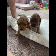 Cocker Spaniel (Working &amp; Show) - Bitches