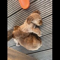 Cocker Spaniel (Working &amp; Show) - Bitches