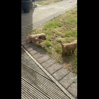 Cocker Spaniel (Working &amp; Show) - Bitches