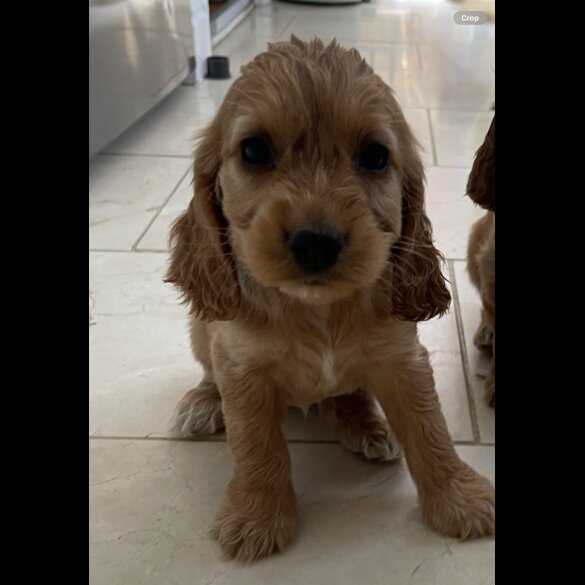 Cocker Spaniel (Working &amp; Show) - Bitches