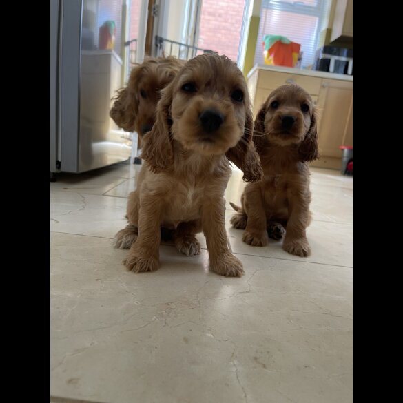 Cocker Spaniel (Working &amp; Show) - Bitches