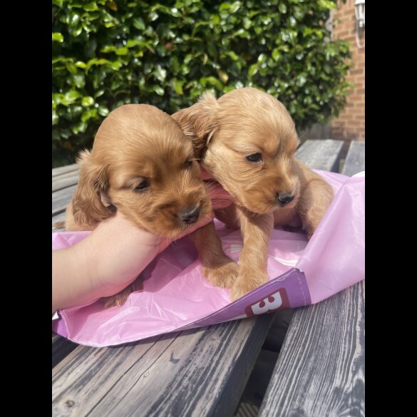Cocker Spaniel (Working &amp; Show) - Bitches