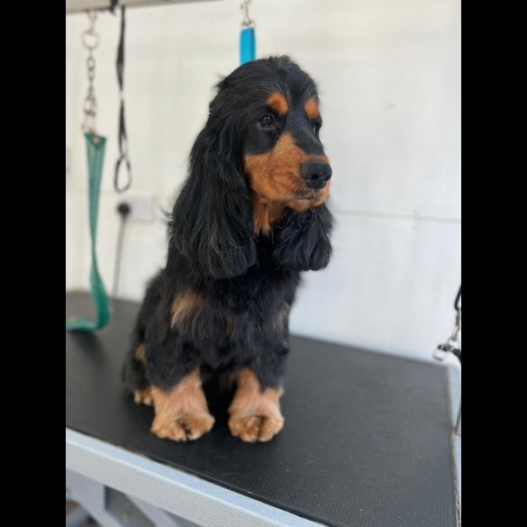 Cocker Spaniel (Working &amp; Show) - Bitches
