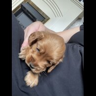 Cocker Spaniel (Working &amp; Show) - Bitches