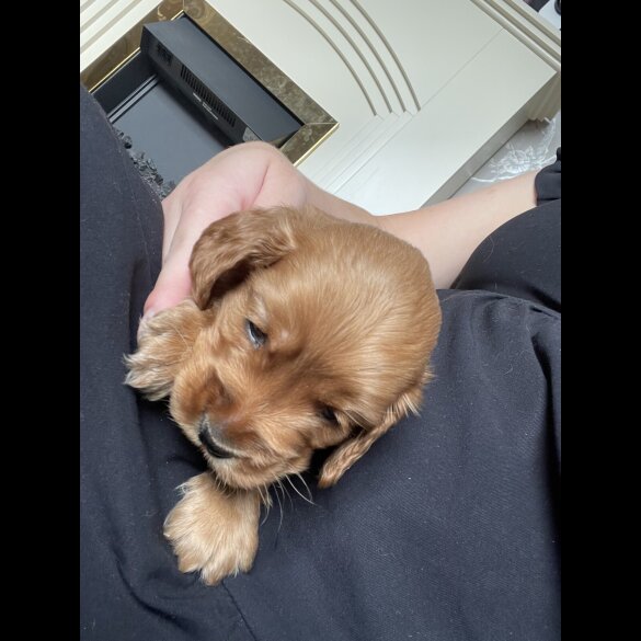 Cocker Spaniel (Working &amp; Show) - Bitches