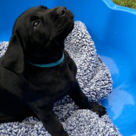 Labrador Retriever - Both
