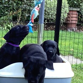 Labrador Retriever - Both