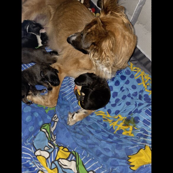 Mixed Breed - Both