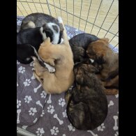 Mixed Breed - Both