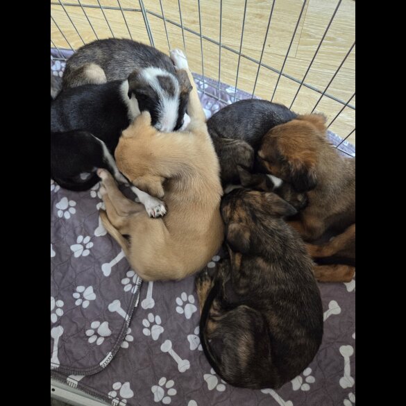 Mixed Breed - Both