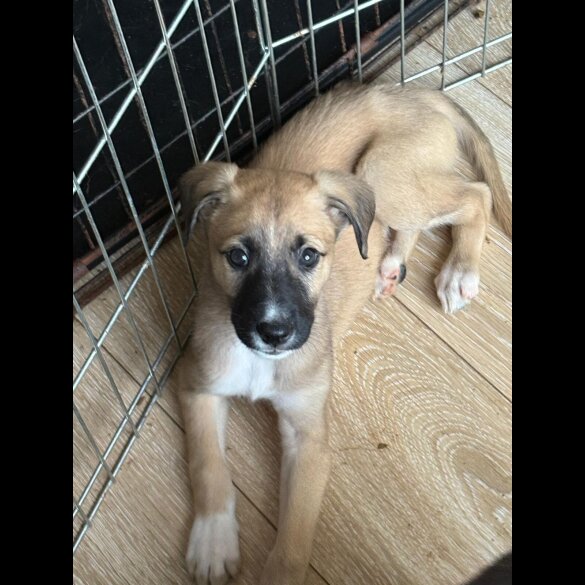 Mixed Breed - Both