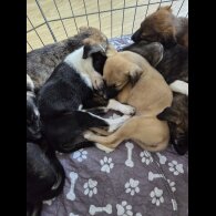 Mixed Breed - Both