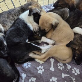 Mixed Breed - Both