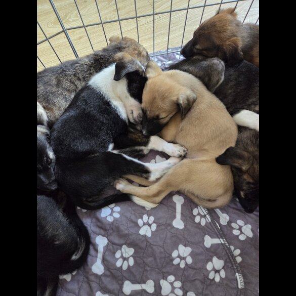 Mixed Breed - Both