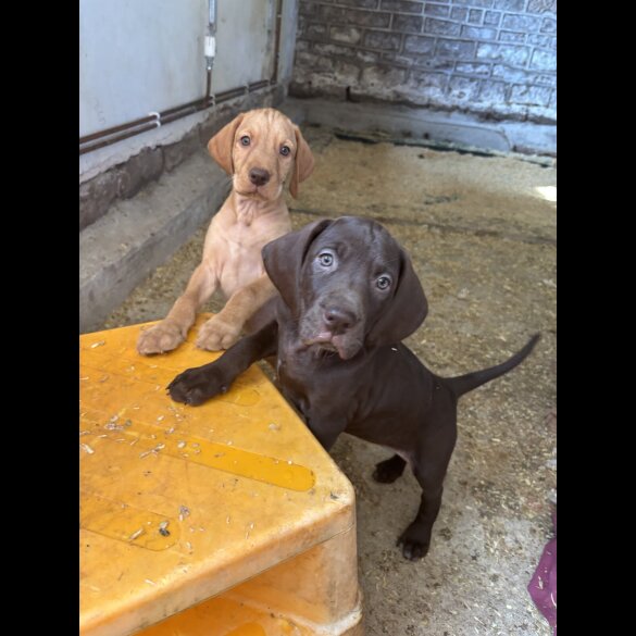 Weimaraner - Both