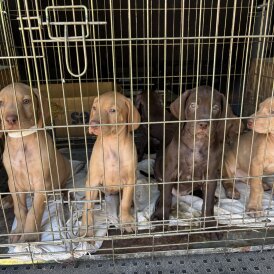 Weimaraner - Both