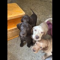 Weimaraner - Both