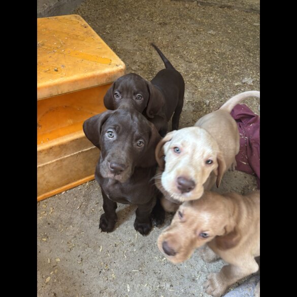 Weimaraner - Both