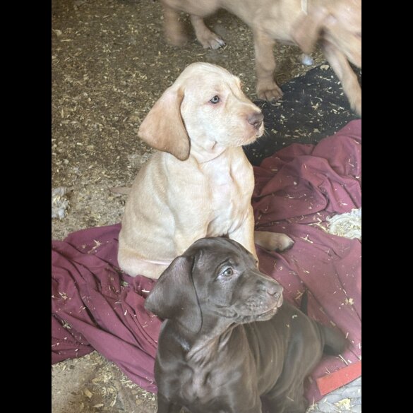 Weimaraner - Both
