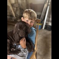 Weimaraner - Both