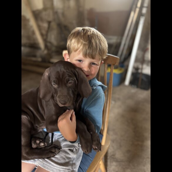 Weimaraner - Both