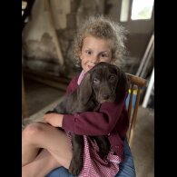 Weimaraner - Both
