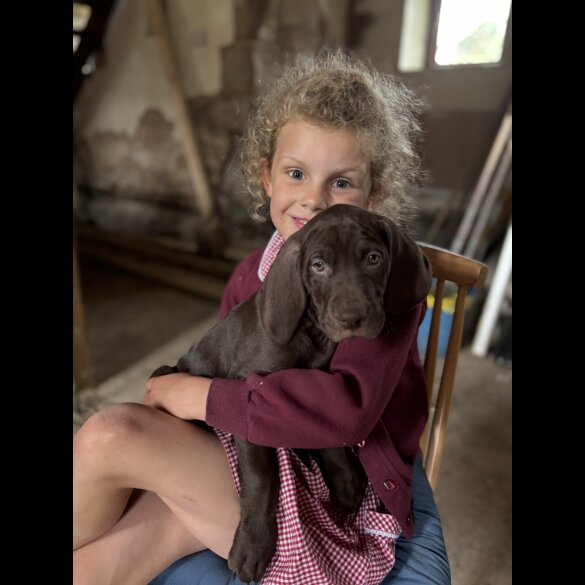 Weimaraner - Both