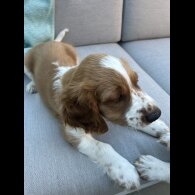 Welsh Springer Spaniel - Both