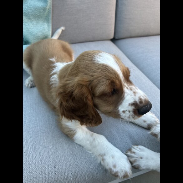 Welsh Springer Spaniel - Both
