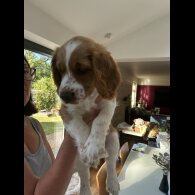 Welsh Springer Spaniel - Both