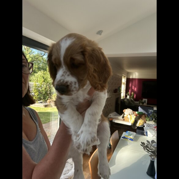 Welsh Springer Spaniel - Both