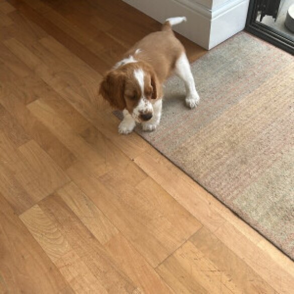 Welsh Springer Spaniel - Both