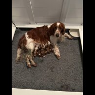 Welsh Springer Spaniel - Both