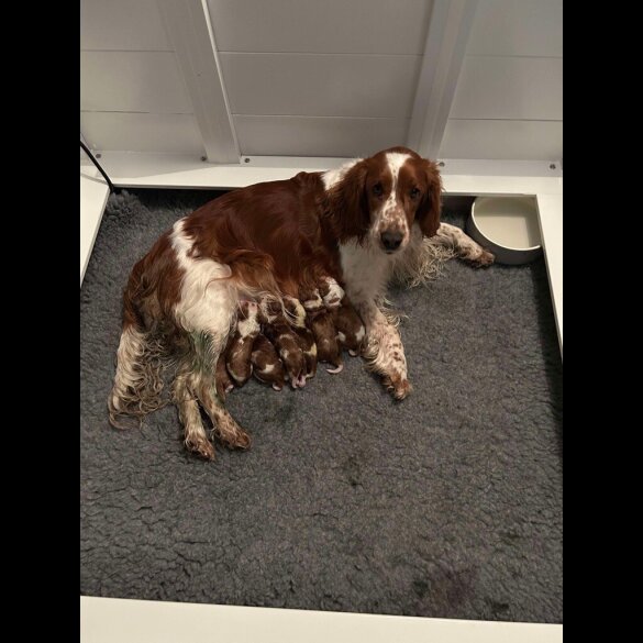 Welsh Springer Spaniel - Both